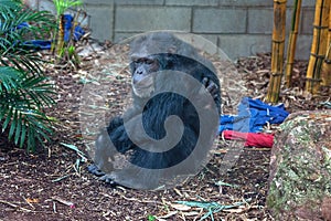 A Chimpanzee Monkey Resting On The Ground