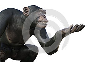 Chimpanzee monkey sitting with one arm ready to hold something, illustration