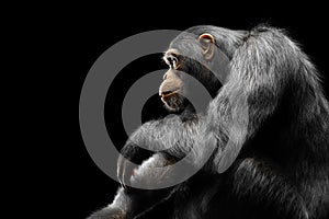 Chimpanzee monkey sitting portrait on black