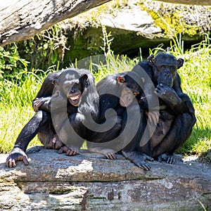 Chimpanzee Monkeys lazing around on a hot day 3 wise monkeys chimps