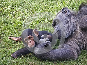 Chimpanzee Mother and Baby