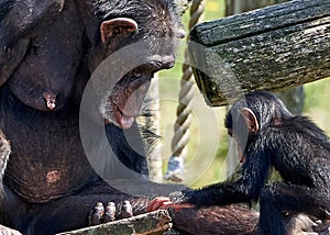 Chimpanzee mother with little baby