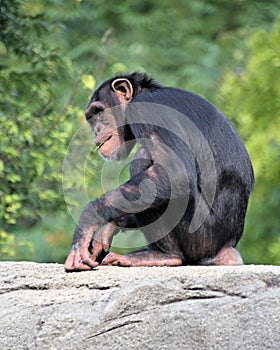 Chimpanzee nibbling leaf pieces