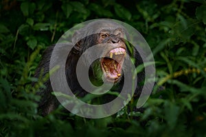 Chimpanzee open muzzle mouth with tooth, tree in Kibale National Park, Uganda, dark forest. Black monkey chimp nature, Uganda in