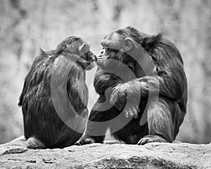 Chimpanzee Pair