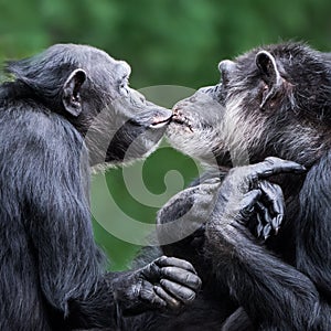 Chimpanzee Pair VI