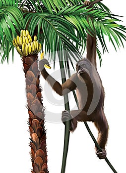 Chimpanzee on a palm eating a banana. Isolated Ill