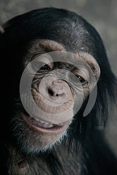 Chimpanzee (Pan Troglodyte)