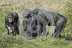 Chimpanzee - Pan troglodytes