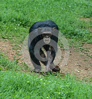 Chimpanzee Pan Troglodytes