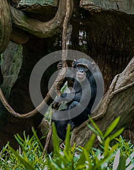 Chimpanzee Pan Troglodytes