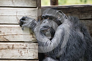 The chimpanzee Pan troglodytes.