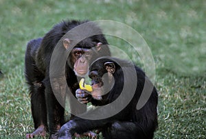 Chimpanzee, pan troglodytes