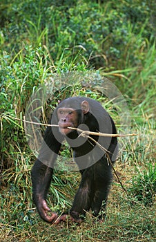 Chimpanzee, pan troglodytes