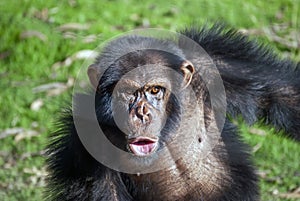 Chimpanzee Pan troglodytes