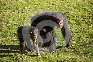 Chimpanzee Pan troglodytes