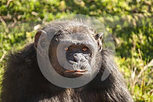 Chimpanzee Pan troglodytes