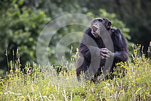 chimpanzee Pan troglodytes