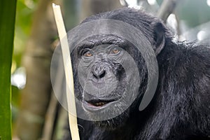 chimpanzee (Pan troglodytes)