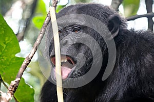 chimpanzee (Pan troglodytes)