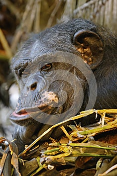 Chimpanzee (Pan troglodytes)