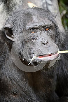 Chimpanzee (Pan troglodytes)