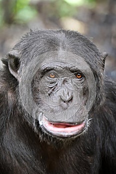 Chimpanzee (Pan troglodytes)