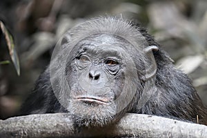 Chimpanzee (Pan troglodytes)