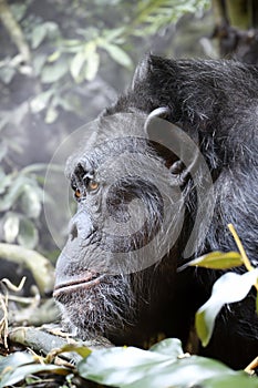 Chimpanzee (Pan troglodytes)