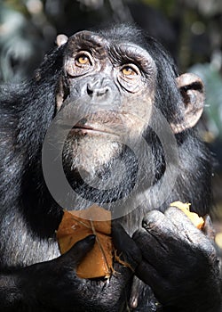 Chimpanzee (Pan troglodytes)