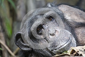 Chimpanzee (Pan troglodytes)