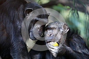 Chimpanzee (Pan troglodytes)