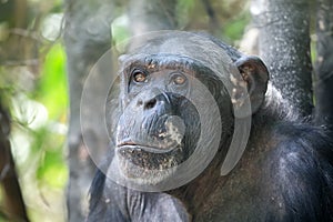 Chimpanzee (Pan troglodytes)