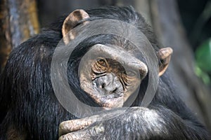 Chimpanzee (Pan troglodytes)