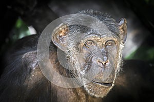 Chimpanzee (Pan troglodytes)