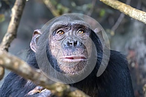 Chimpanzee (Pan troglodytes)