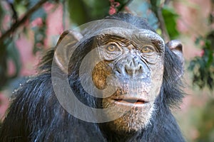 Chimpanzee (Pan troglodytes)