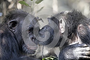 Chimpanzee (Pan troglodytes)