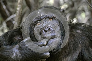 Chimpanzee (Pan troglodytes)