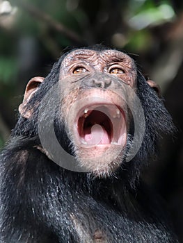 Chimpanzee (Pan troglodytes)