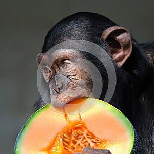 Chimpanzee (Pan troglodytes)