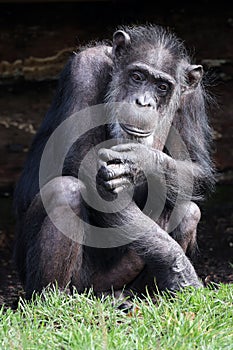 chimpanzee (Pan troglodytes)