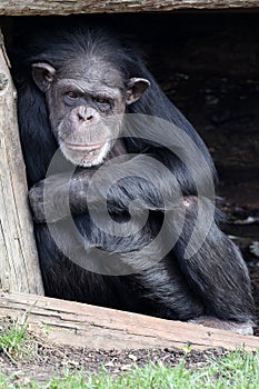 chimpanzee (Pan troglodytes)