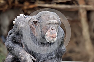 chimpanzee (Pan troglodytes)