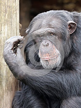 chimpanzee (Pan troglodytes)