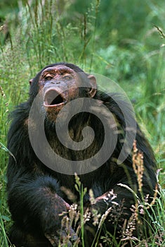 Chimpanzee, pan troglodytes, Adult calling