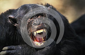 Chimpanzee, pan troglodytes, Adult with Open Mouth, Defensive Posture