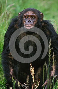Chimpanzee, pan troglodytes, Adult standing on Long Grass