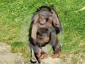 The chimpanzee Pan troglodytes, also The common chimpanzee, robust chimpanzee, chimp or Der Schimpanse, Abenteurland Walter Zoo