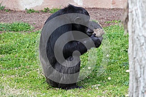 Chimpanzee (Pan Troglodytes) browsing a package